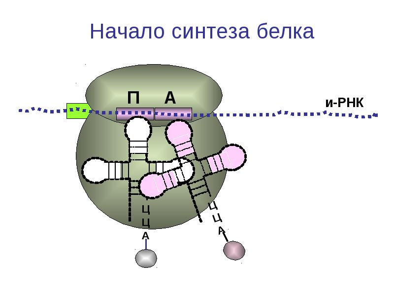 Обмен белков картинки