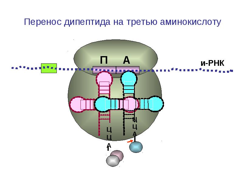 Моделирование белков презентация