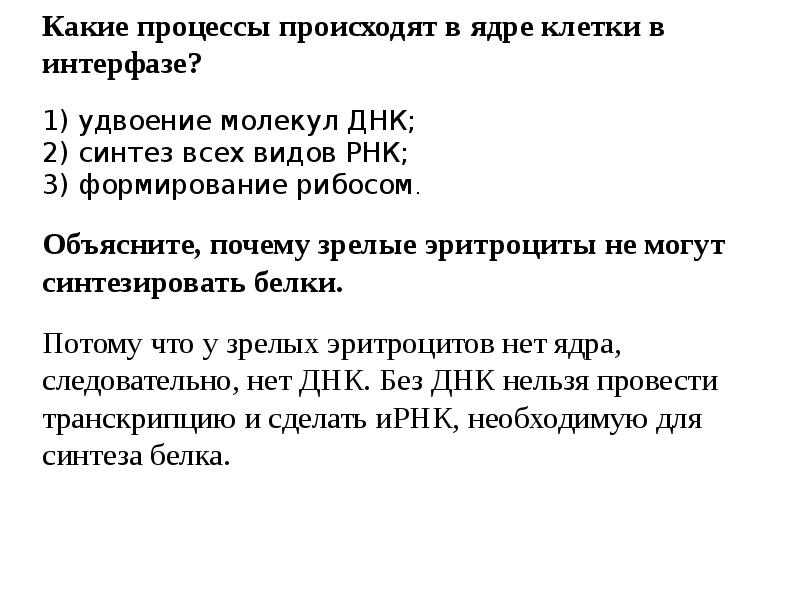 В какой период интерфазы происходит синтез днк