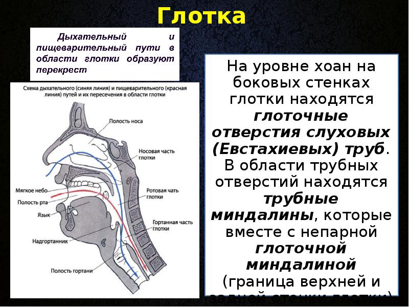 Глоточное отверстие слуховой трубы