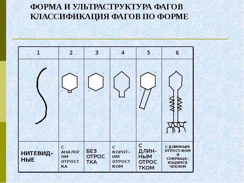 бактериофаг неклеточная форма жизни или клеточная. классификация бактериофагов по форме. различные формы фаговых вирионов (по г. морфологические типы бактериофагов. бактериофаг т4 содержит рнк.