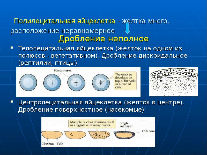 Полное дробление