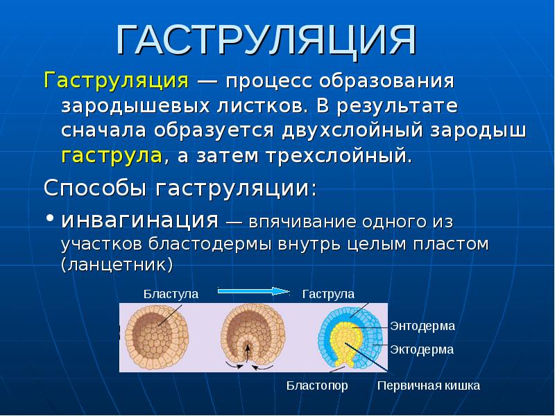 Процесс превращения однослойного зародыша