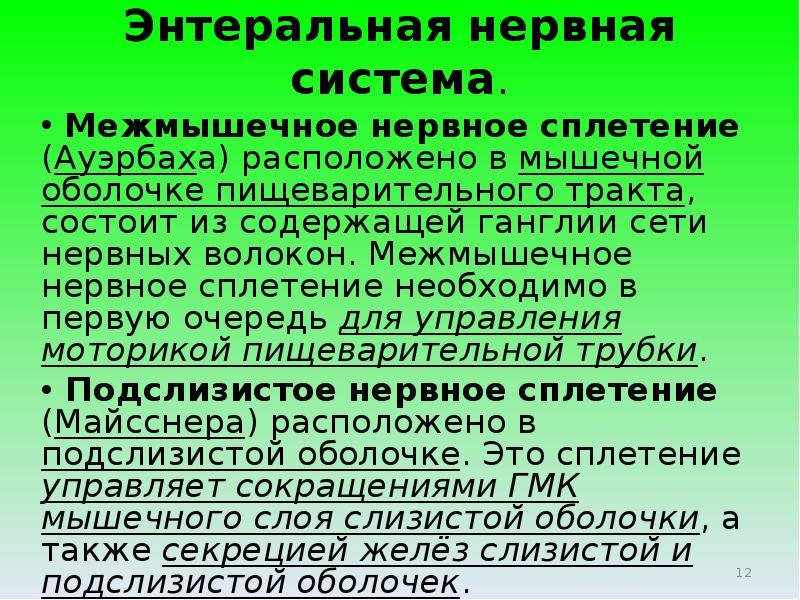 Энтеральная нервная система. Межмышечое нервное сплетни. Сплетение Ауэрбаха. Сплетение Мейснера и Ауэрбаха. Нервное сплетение Ауэрбаха и Мейснера.