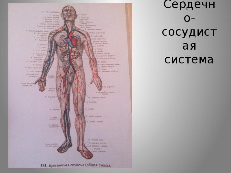 Сердечно сосудистая система 8 класс. Сердечно-сосудистая система с подписями. Сердечно сосудистая система рисунок с подписями. Сердечно-сосудистая система человека анатомия человека строение. Презентация по английскому физиология сердечно сосудистой системы.