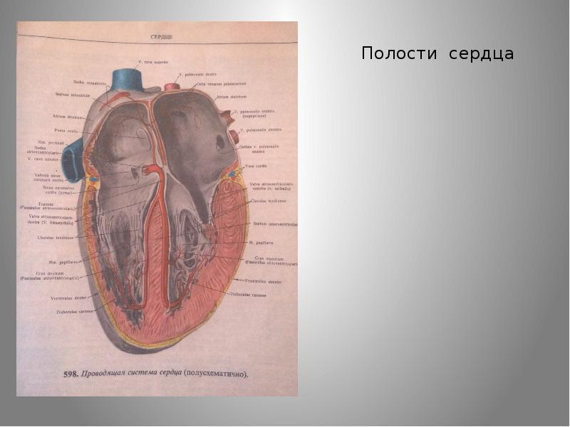 Структура сердца человека схема. Сердце строение полостей. Правое предсердие сердца анатомия. Сердце строение полостей. Анатомия сердца строение стенки сердца клапаны сердца.