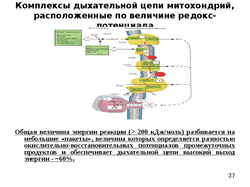 Схема дыхательной цепи митохондрий