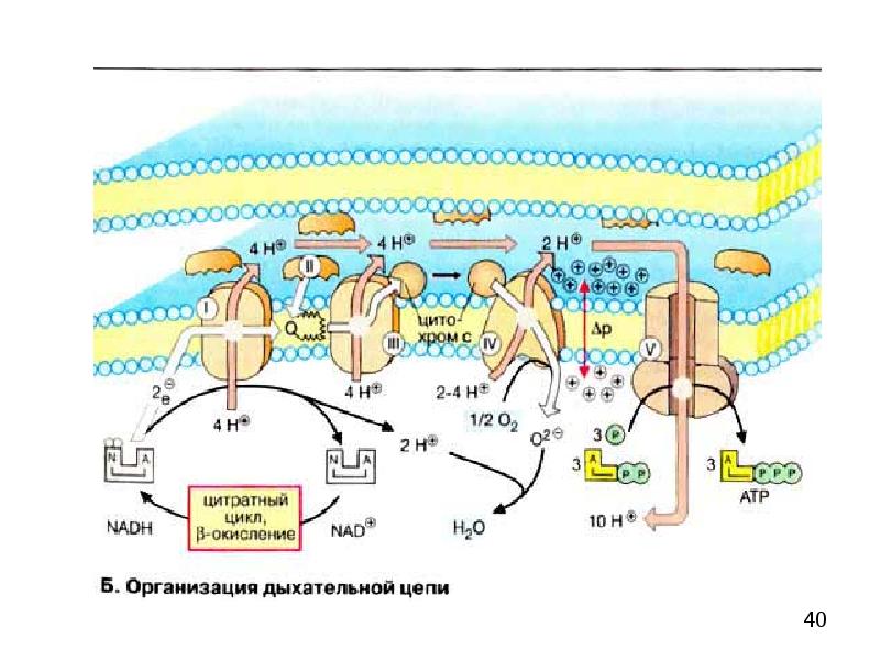 Биологическое окисление биохимия схема