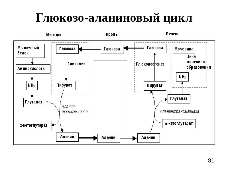 Цикл кори схема