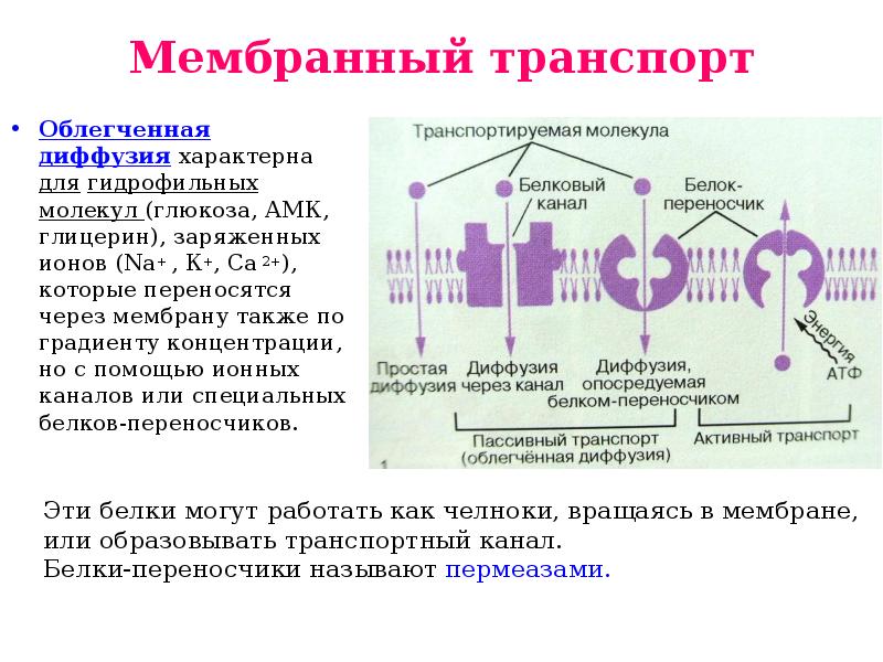 Диффузия по градиенту концентрации