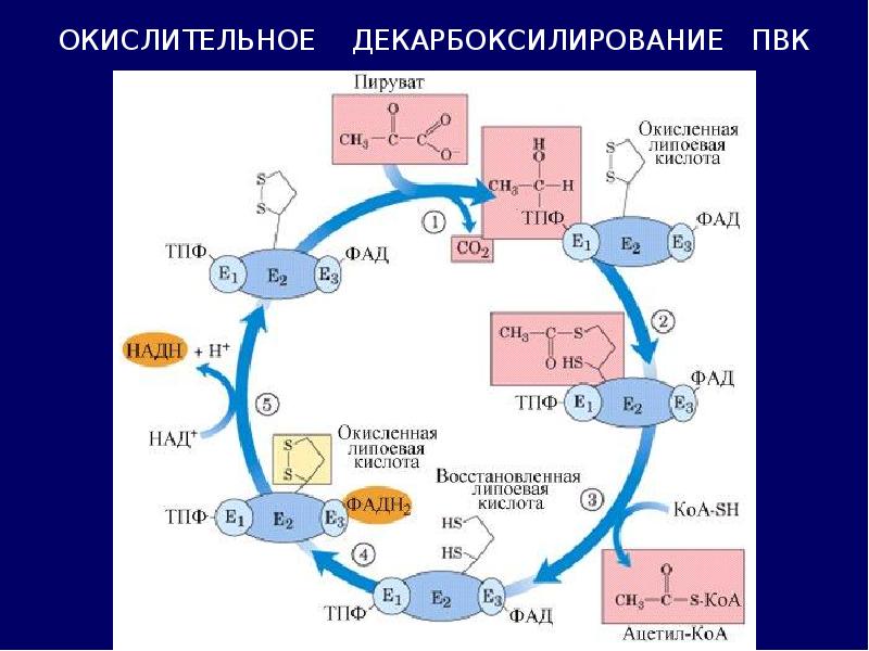 Пировиноградная кислота процессы. Окислительное декарбоксилирование ПВК схема. Цикл Кребса общий путь катаболизма. Окислительное декарбоксилирование в цикле Кребса. Реакция окислительного декарбоксилирования пировиноградной кислоты.