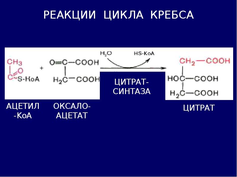 First reaction. 4 Реакция цикла Кребса. Первая реакция цикла Кребса. Декарбоксилирование ПВК цикл. Ключевые реакции цикла лимонной кислоты.