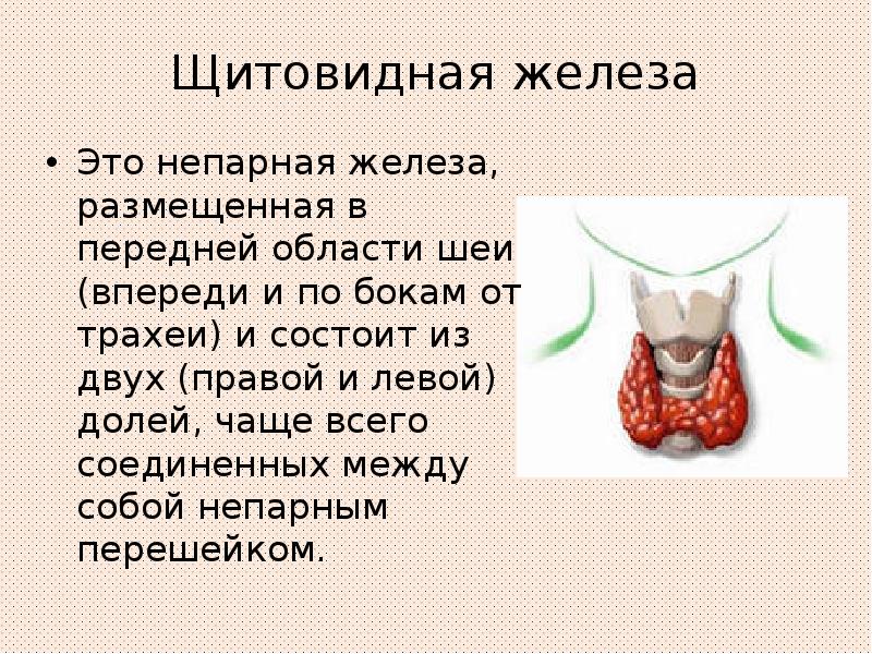 Анатомо физиологические особенности щитовидной железы у детей презентация