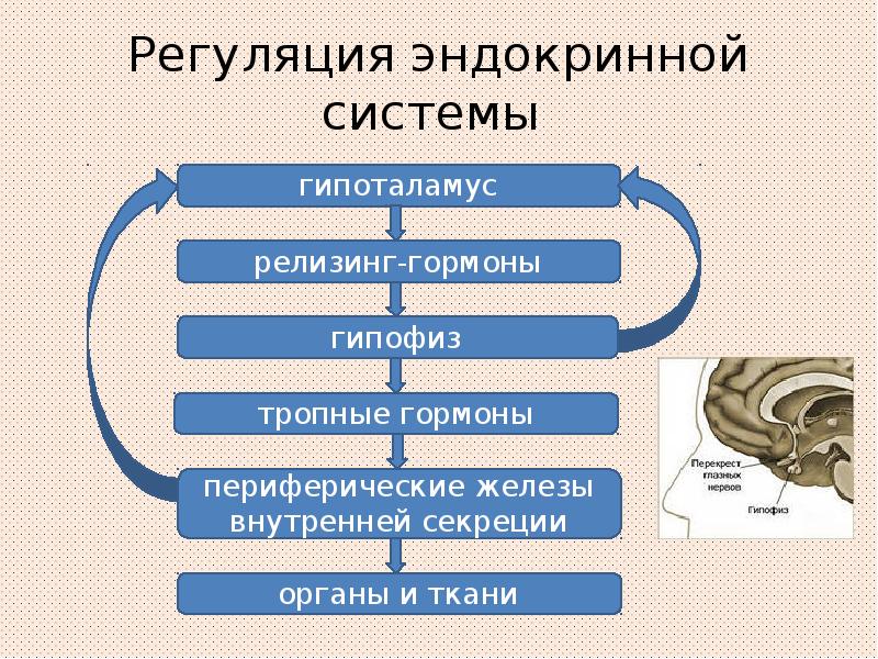 Презентация эндокринная регуляция