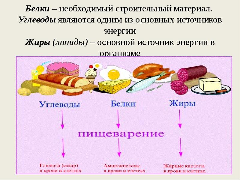 Жиры являются источниками чего в организме