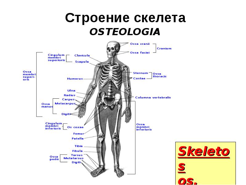 Строение скелета. Остеология анатомия человека. Структура строения скелета. Строение тела Остеология. Классификация анатомия скелета.