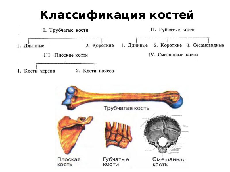 Какие виды костей. Трубчатые кости классификация. Кости трубчатые губчатые плоские смешанные. Губчатые кости классификация. Классификация костей трубчатые губчатые смешанные.