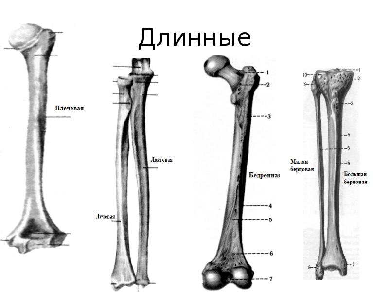 Большая кость. Плечевая кость и бедренная кость. Малая берцовая кость трубчатая.