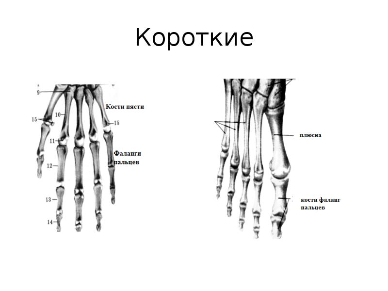 Короткие кости