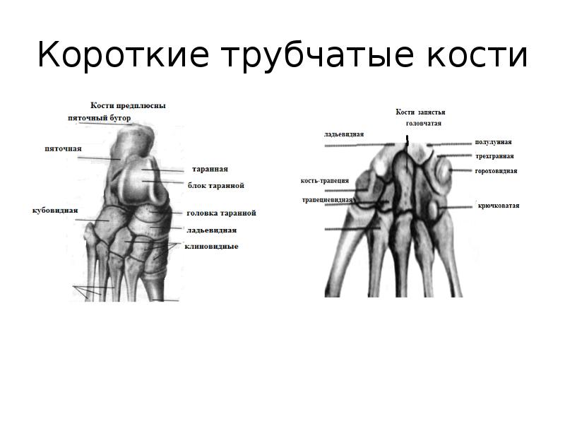 Короткие кости