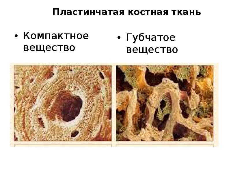 строение компактного и губчатого вещества кости. губчатая и компактная костная ткань. костная ткань компактное вещество губчатое вещество. соединительная ткань костная ткань строение. компактное костное вещество.