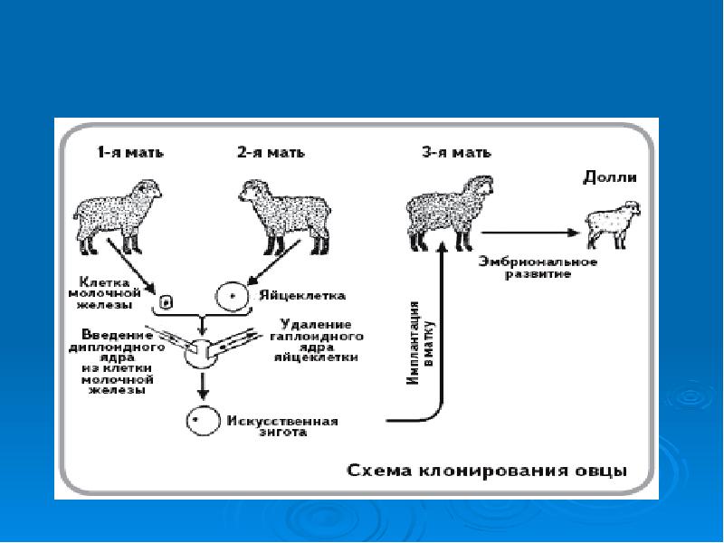 Клонирование презентация по биологии