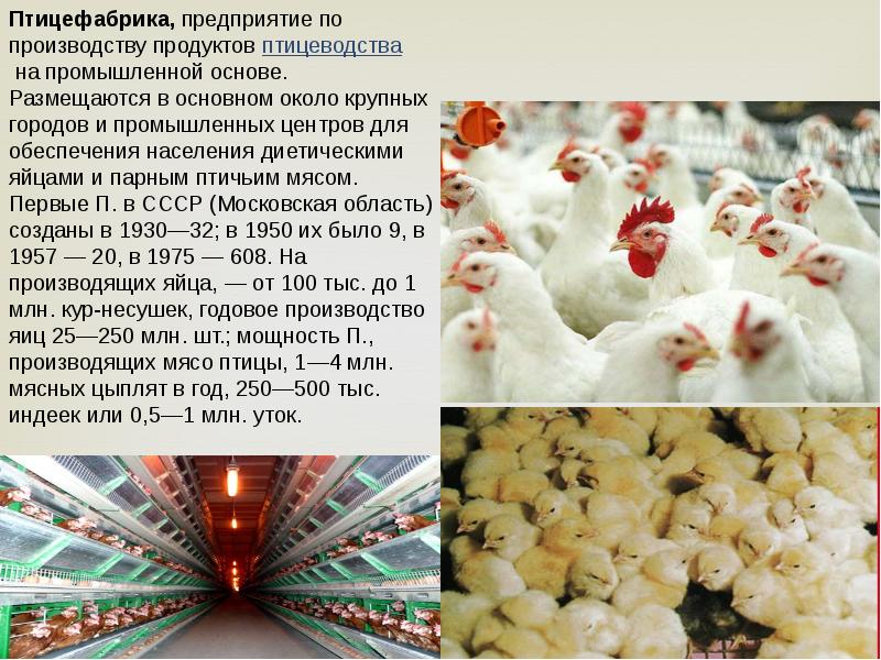 Птицефабрика расписание. Продукция птицеводства. Получение продукции птицеводства. Птицеводство получаемая продукция. Птицеводство продукты птицеводства.