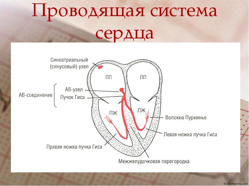 Проводящая система сердца