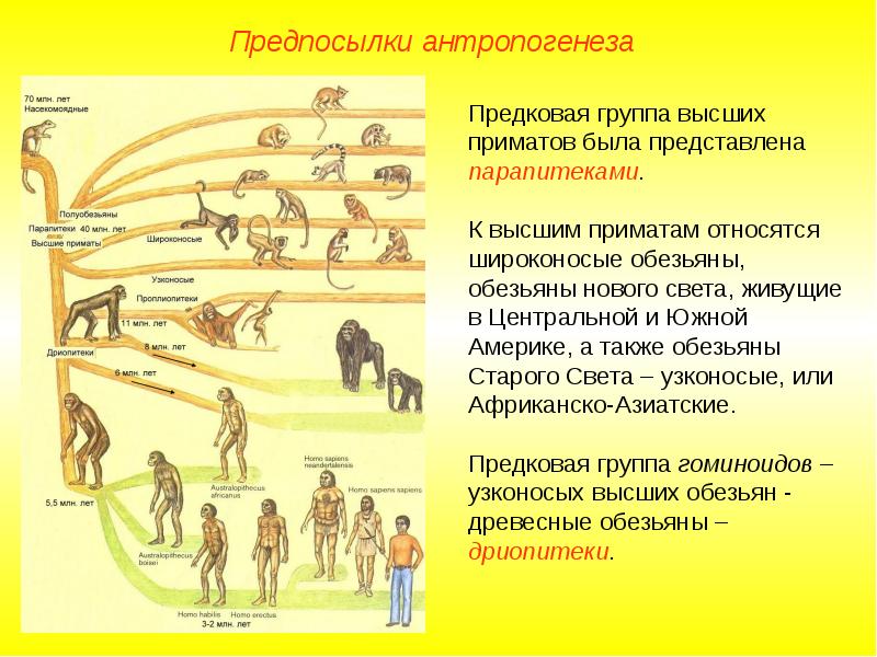 Укажите этапы антропогенеза для каждого из рисунков