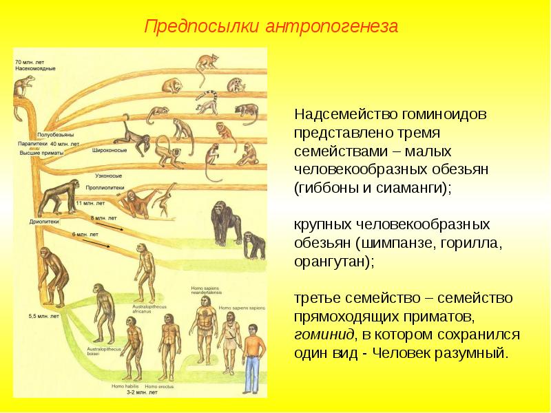 Происхождение человека антропогенез презентация