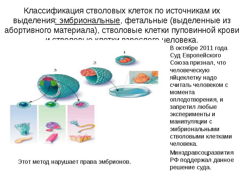 Стволовые клетки в биотехнологии презентация