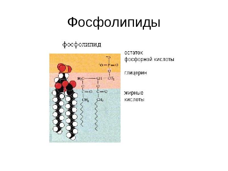 Соотнесите объекты с их обозначениями на рисунке фосфолипидный бислой