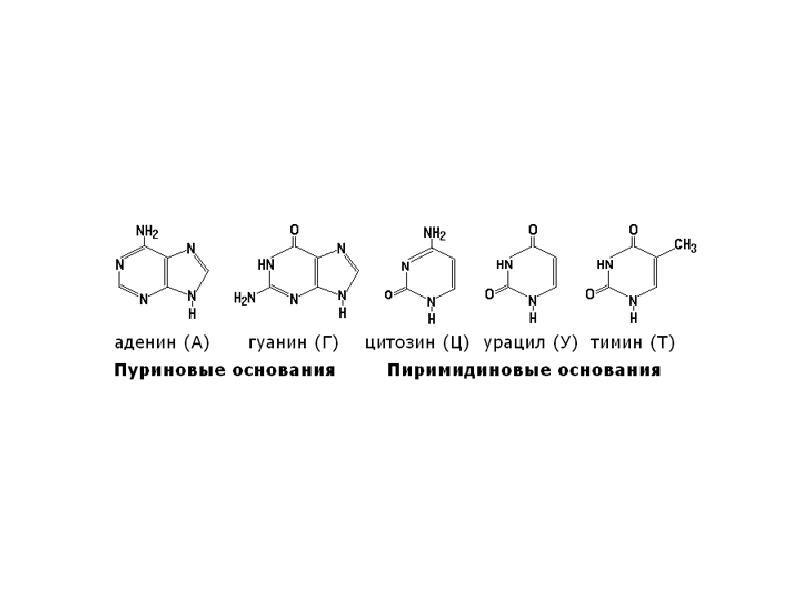 Молекулярный состав