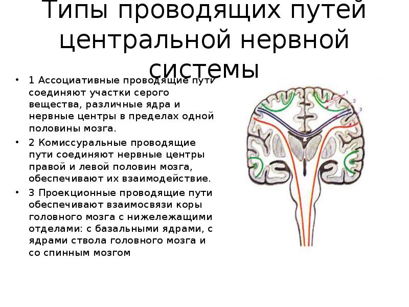 Проводящие системы головного мозга