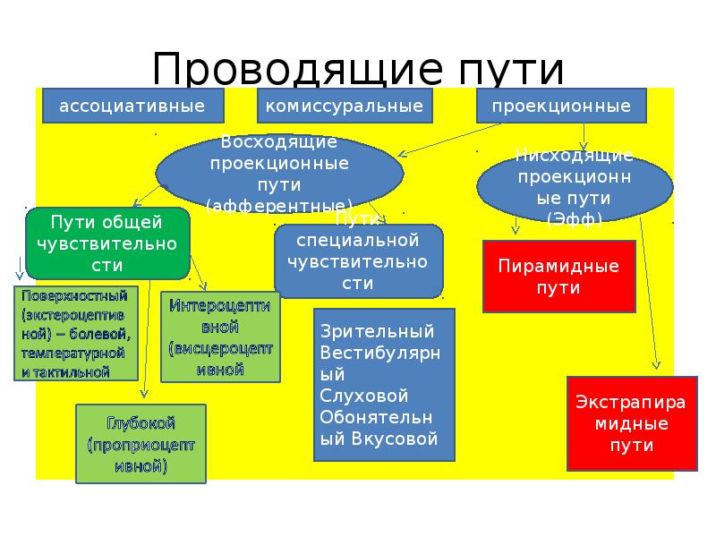 Пути цнс схемы