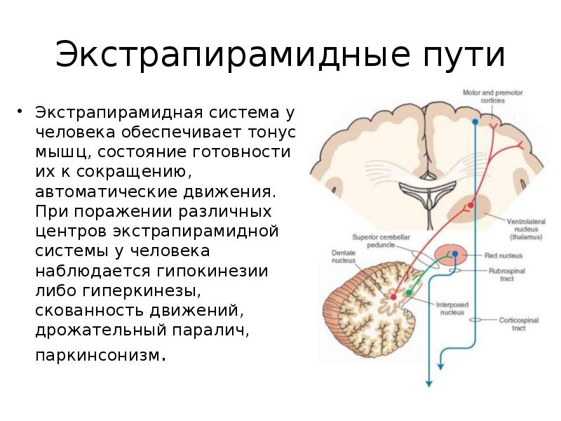 Экстрапирамидная система неврология презентация