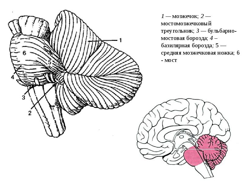 Мост мозга расположен. Задний мозг мозжечок строение. Задний мозг функции мозжечка. Мозжечок строение и функции анатомия. Задний мозг мост и мозжечок строение и функции.