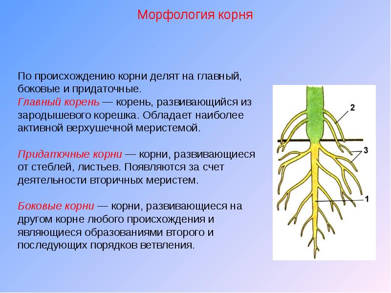 На рисунке придаточный корень обозначен буквой