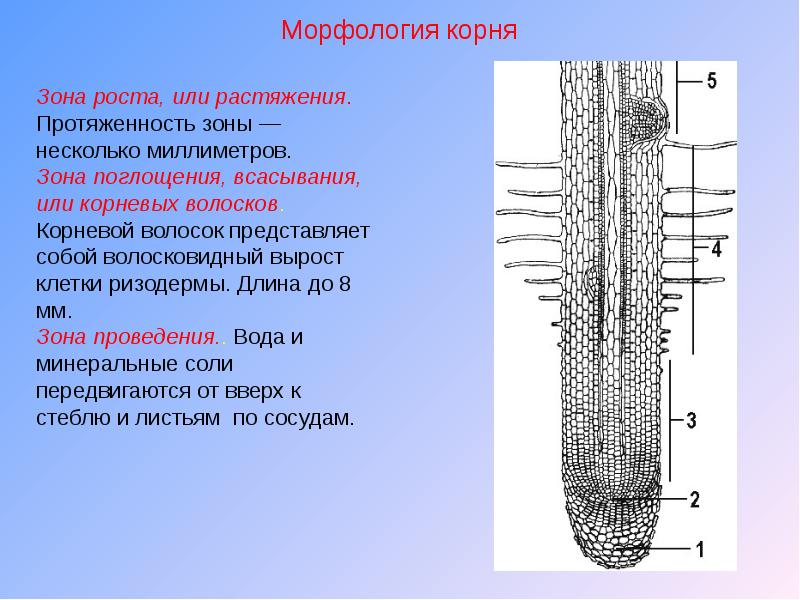 Рисунок зона роста корня