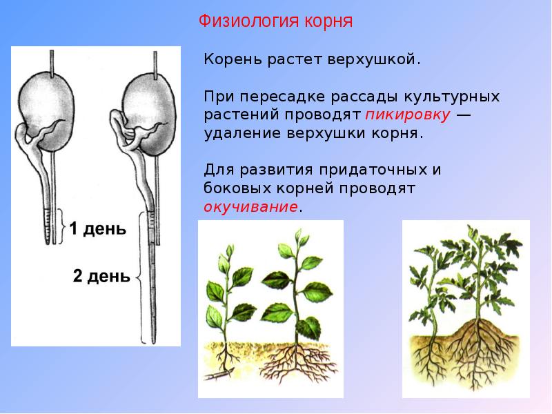 Особенности физиологии растений. Физиология растений. Корень растет верхушкой.