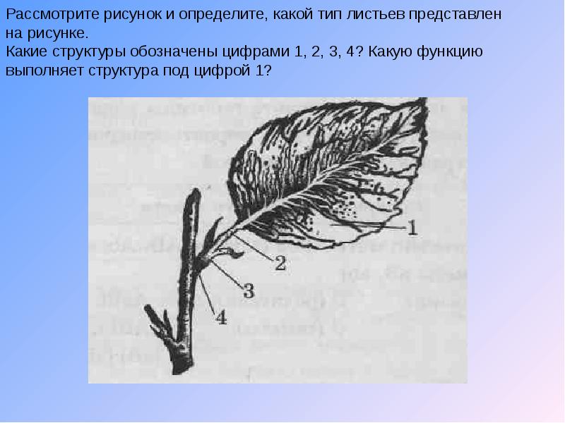 Рассмотрите рисунок 1. Какую функцию выполняет лист рисунок. Какие структуры листа обозначены цифрами. Какие части листа обозначены цифрами 1, 2, 3?. Обозначение частей листа.