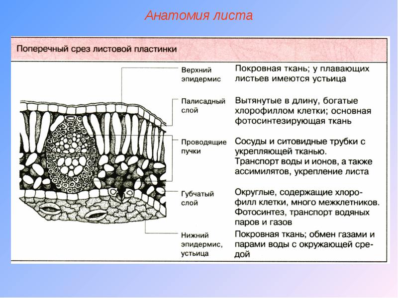 Основная ткань на рисунке обозначена