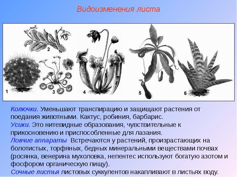 Подготовка электронной презентации сообщение на тему разнообразие видоизменений органов растений