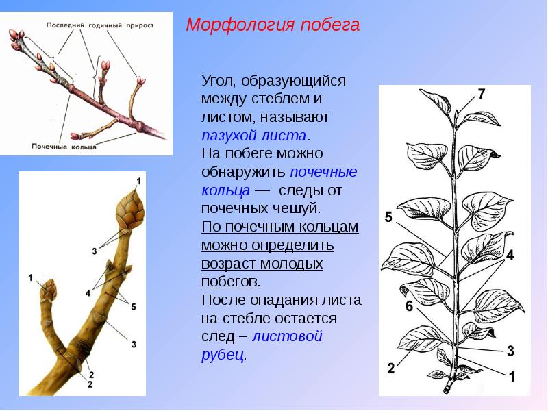 На рисунке показан укороченный побег древесного растения который называется