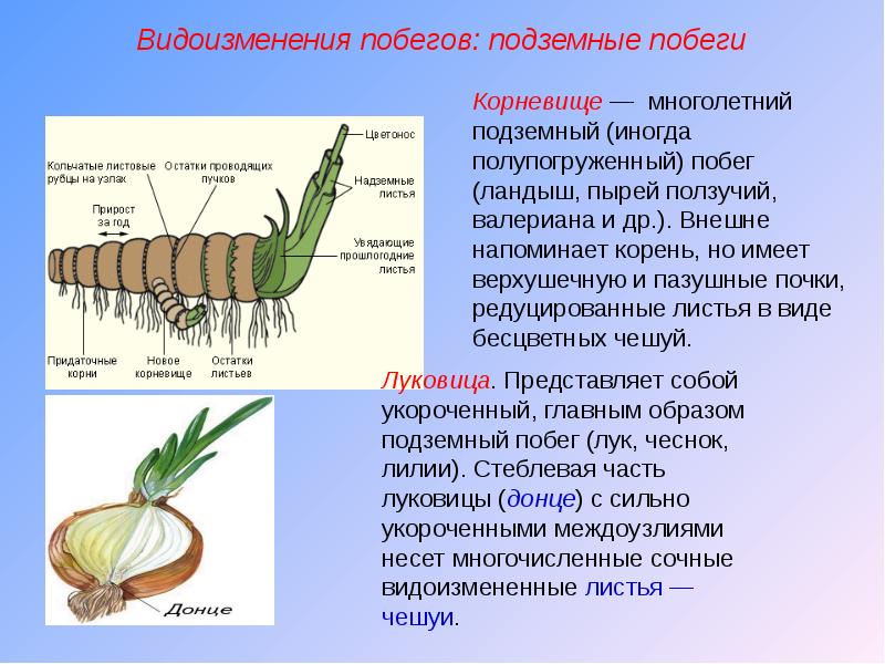 Видоизмененные побеги корни листья