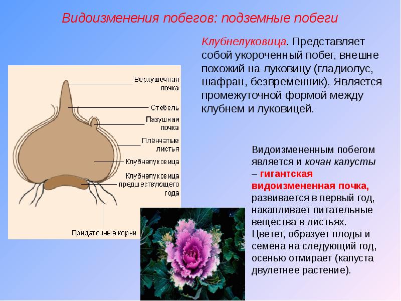 Образуют цветки