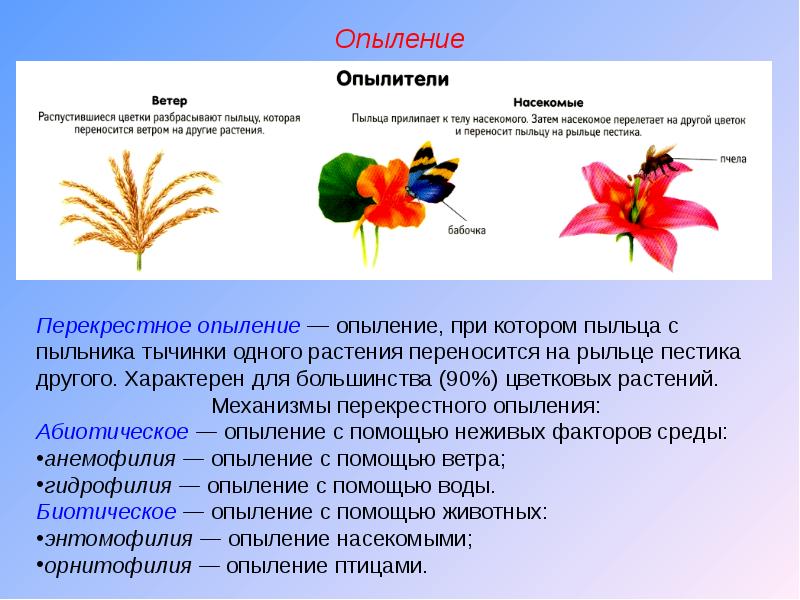 Опыление насекомыми презентация