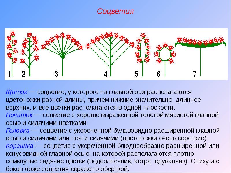 Презентация на тему соцветия