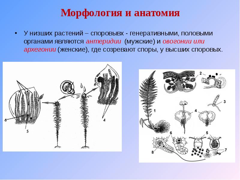 Низшие растения органы. Анатомия и морфология. Анатомия и Биоморфология. Низшие и высшие споровые растения.