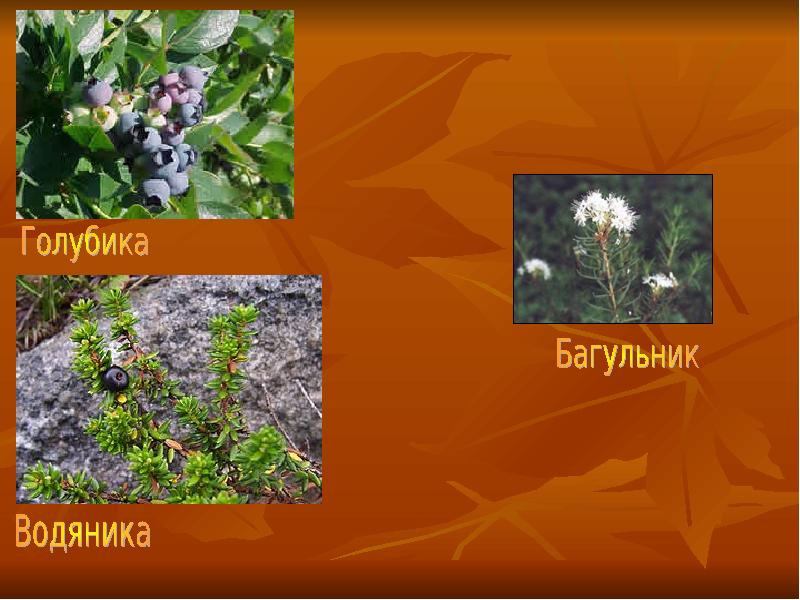 Растения мурманской области фото и названия и описание